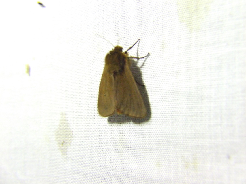Phragmatobia fuliginosa - füstös medvelepke