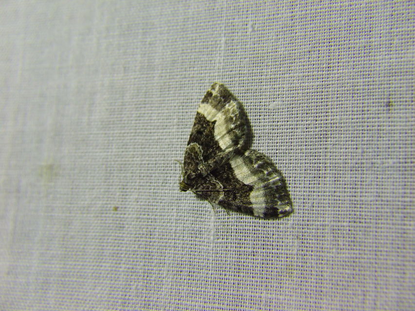 Euphyia unangulata - fogassávú tarkaaraszoló