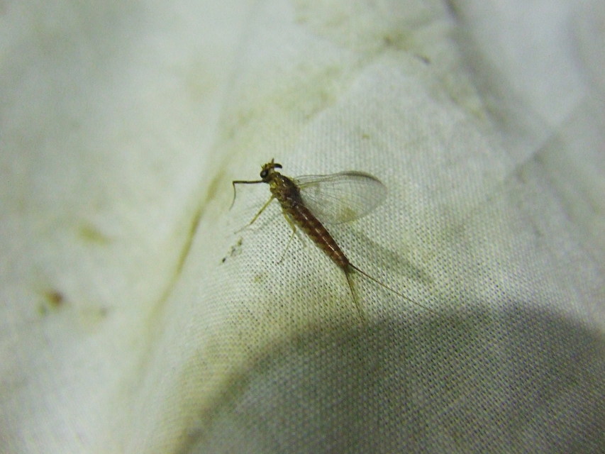 Ephemeroptera - Kérészek