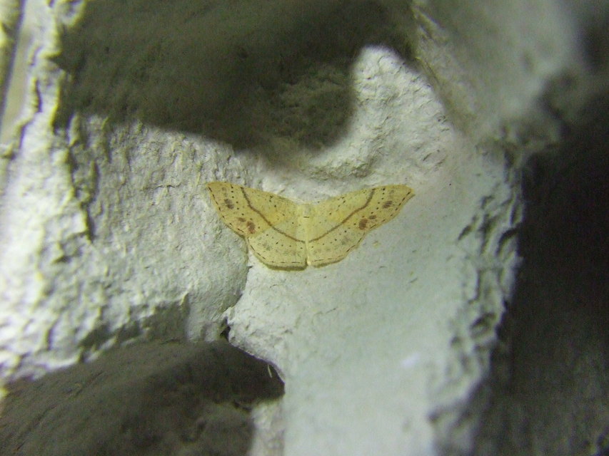 Cyclophora punctaria - sávos pettyesaraszoló
