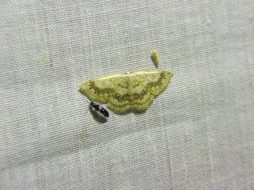 Cyclophora annularia - gyűrűs pettyesaraszoló
