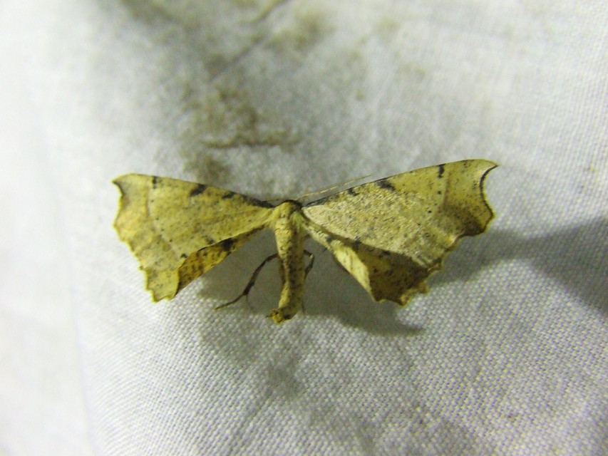 Artiora evonymaria - kecskerágó-araszoló