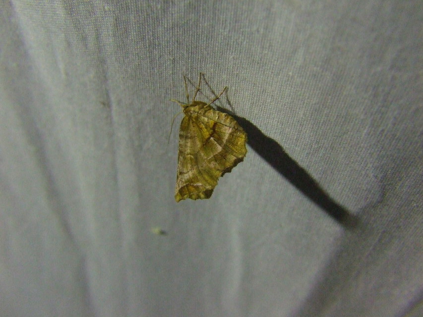 Selenia dentaria - kétfoltos holdasaraszoló