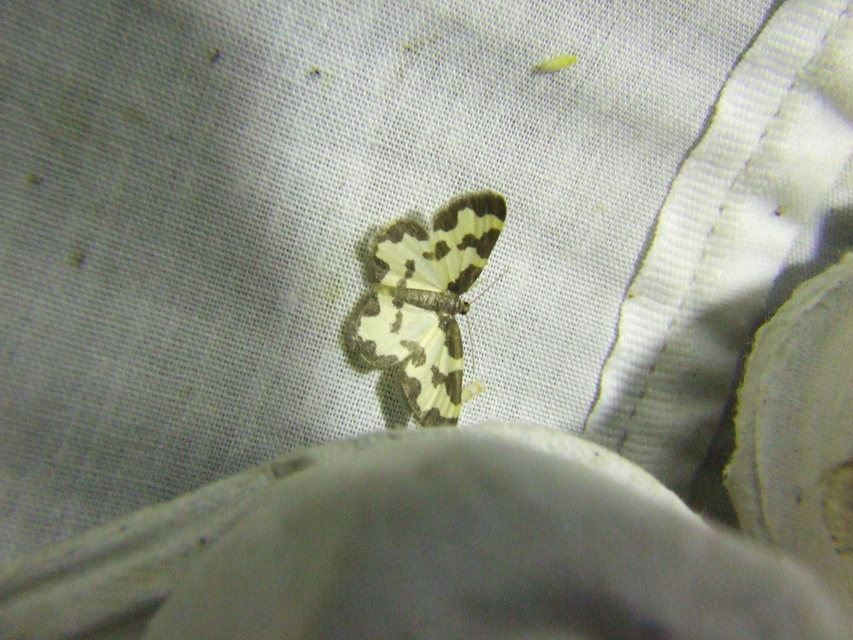 Lomaspilis marginata - szegélyes nyárfaaraszoló