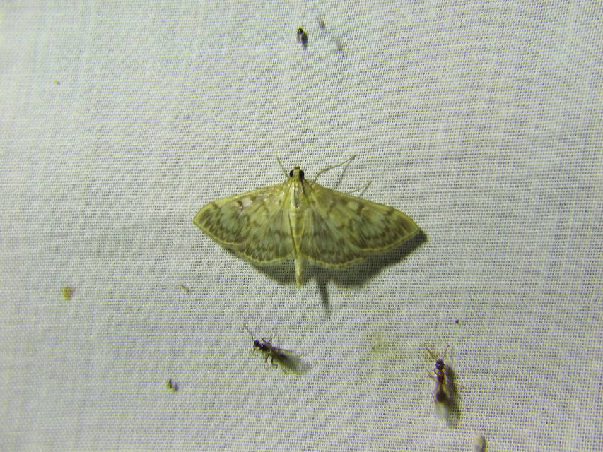 Patania ruralis - csalánevő tűzmoly