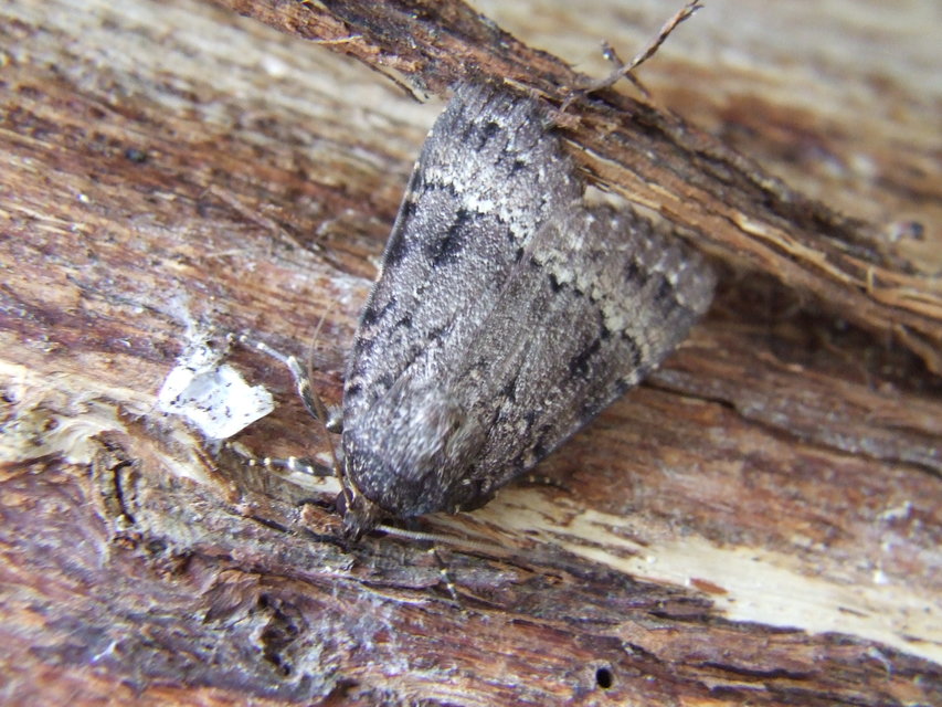 Amphipyra berbera/pyramidea