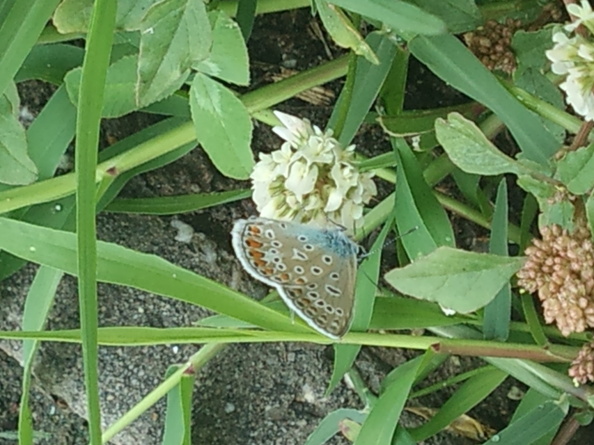 Polyommatus icarus - közönséges boglárka