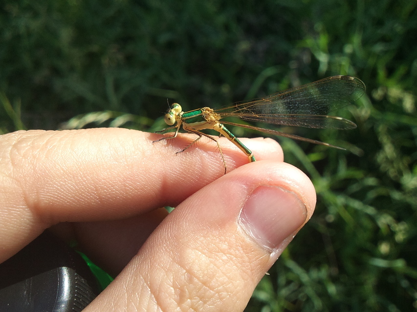 Lestes barbarus - foltosszárnyjegyű rablószitakötő