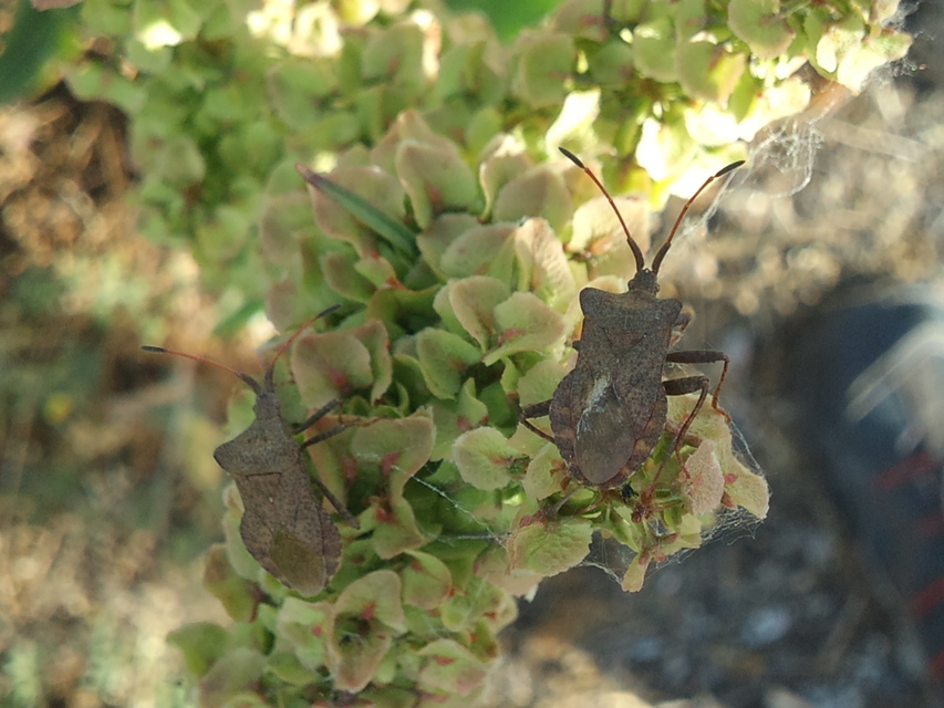 Coreus marginatus - közönséges karimáspoloska