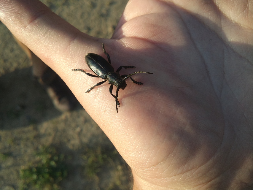 Dorcadion aethiops - fekete gyalogcincér