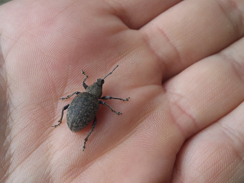 Otiorhynchus ligustici - vincellér-gyalogormányos