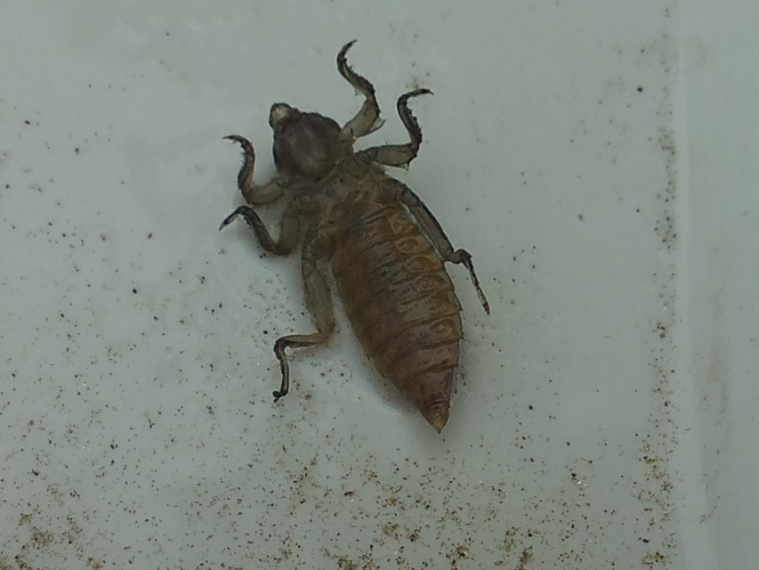 Gomphus flavipes - sárgalábú folyami-szitakötő