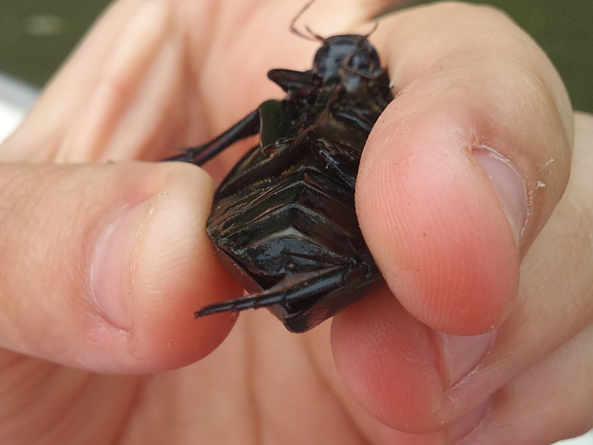 Hydrophilus piceus - közönséges óriáscsibor