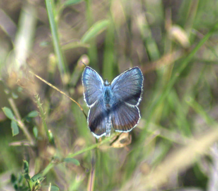 Plebejus argus - ezüstös boglárka