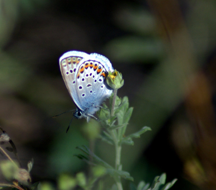 Plebejus argus - ezüstös boglárka