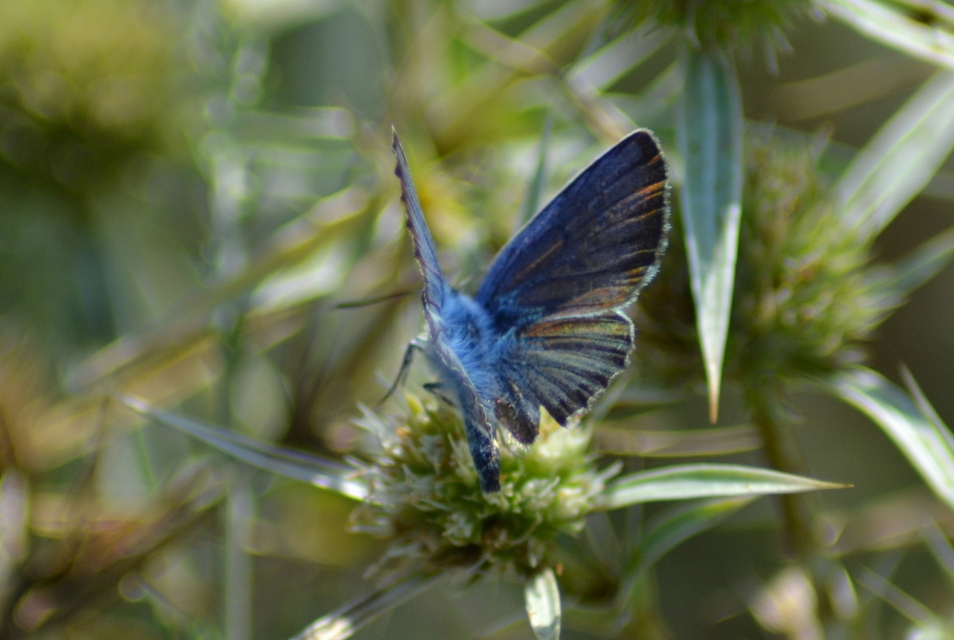 Plebejus argus - ezüstös boglárka