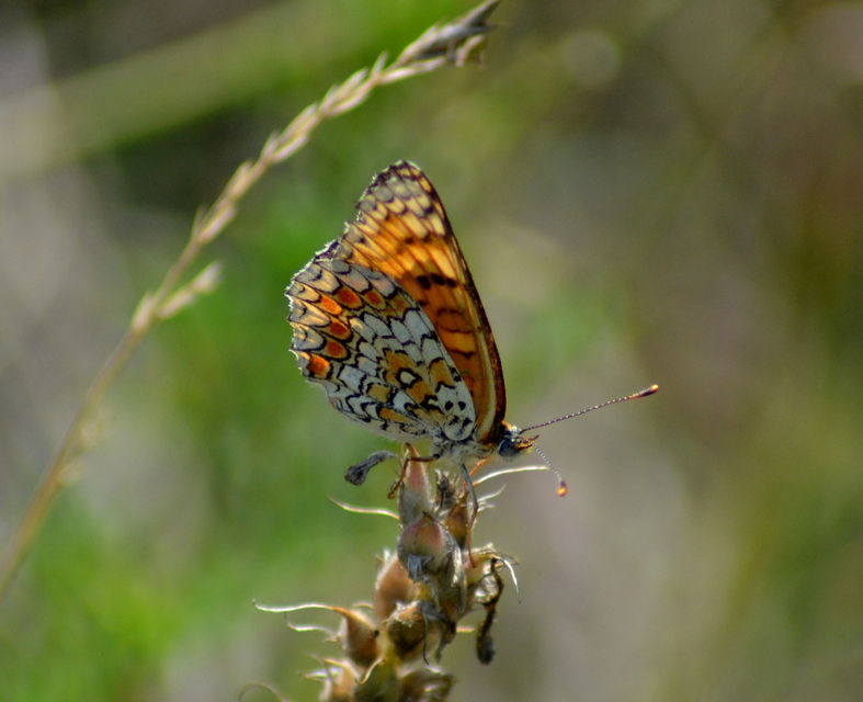 Melitaea phoebe - nagy tarkalepke