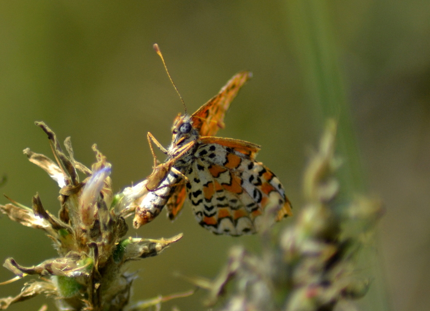 Melitaea trivia - kis tarkalepke