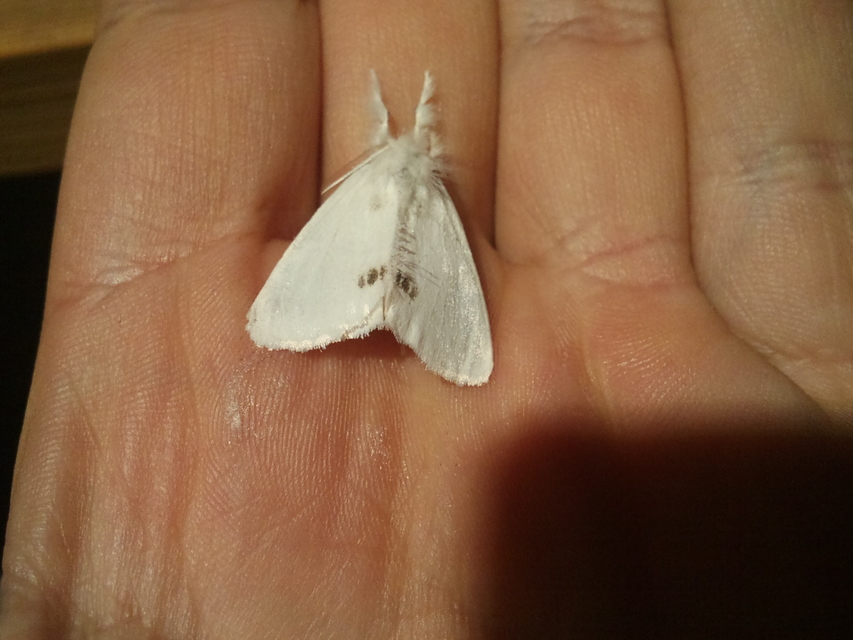 Sphrageidus similis - sárgafarú szövő
