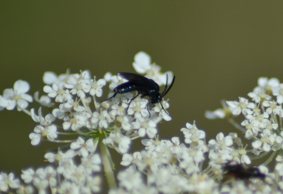 Argidae - botcsápú levéldarazsak