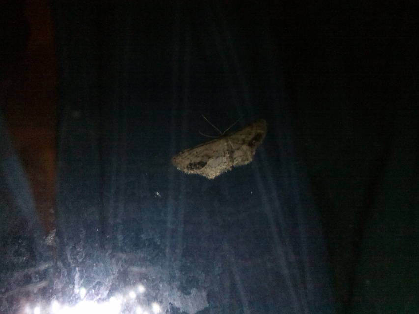Idaea dimidiata - gyakori apróaraszoló