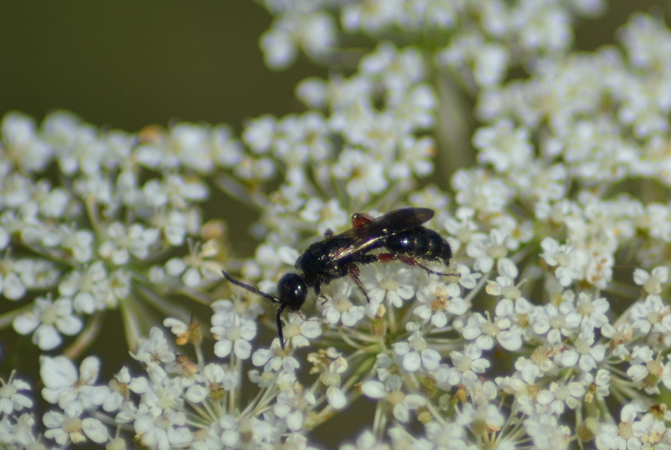 Tiphiidae - bogárrontódarazsak