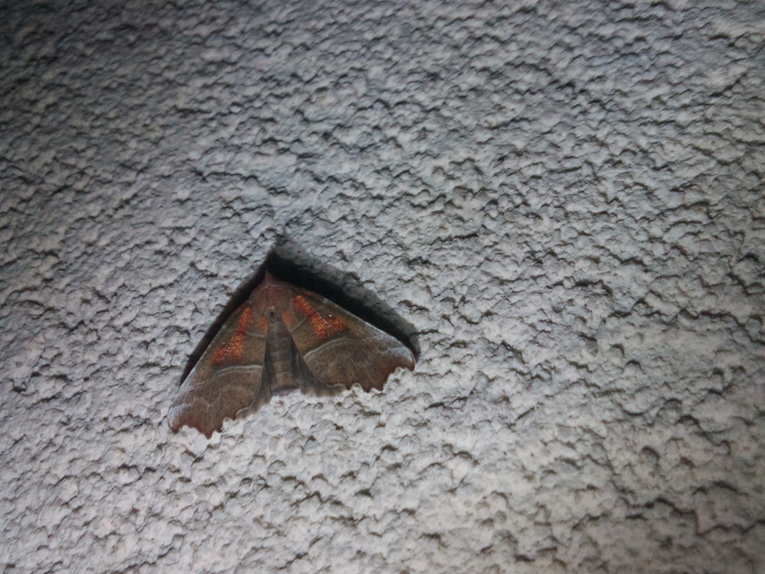 Scoliopteryx libatrix - vörös csipkésbagoly