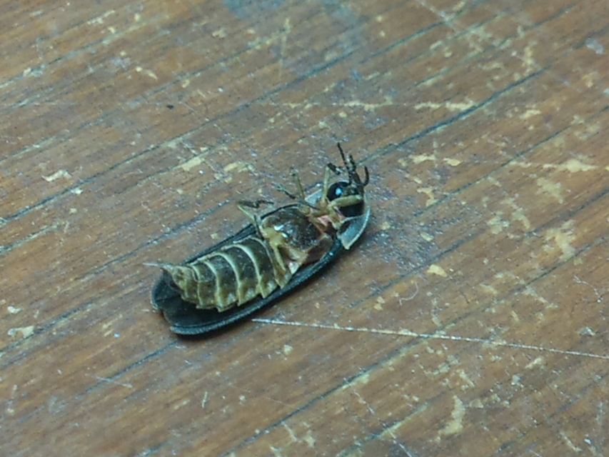 Lampyris noctiluca - nagy szentjánosbogár
