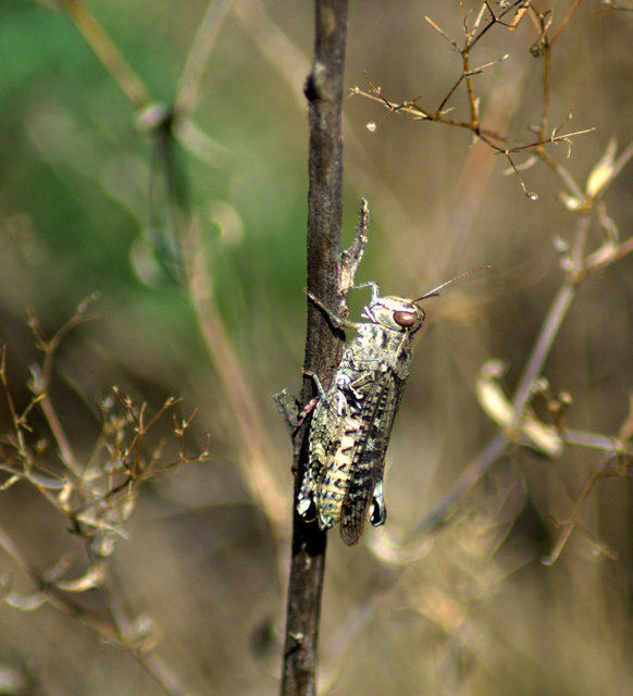 Calliptamus italicus - olaszsáska