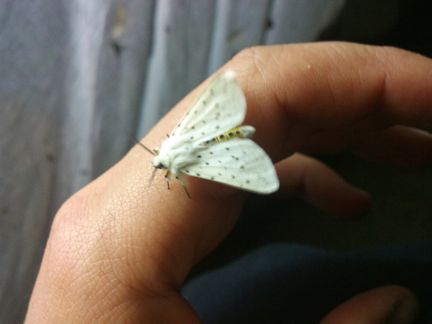 Spilosoma lubricipedum - tejszínű medvelepke