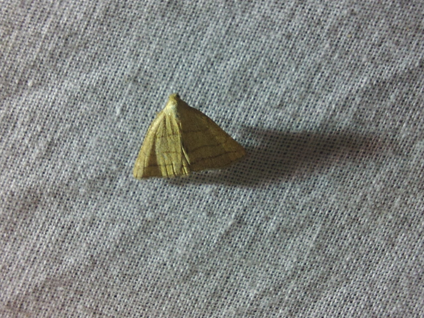 Polypogon tentacularia - sötétaljú karcsúbagoly