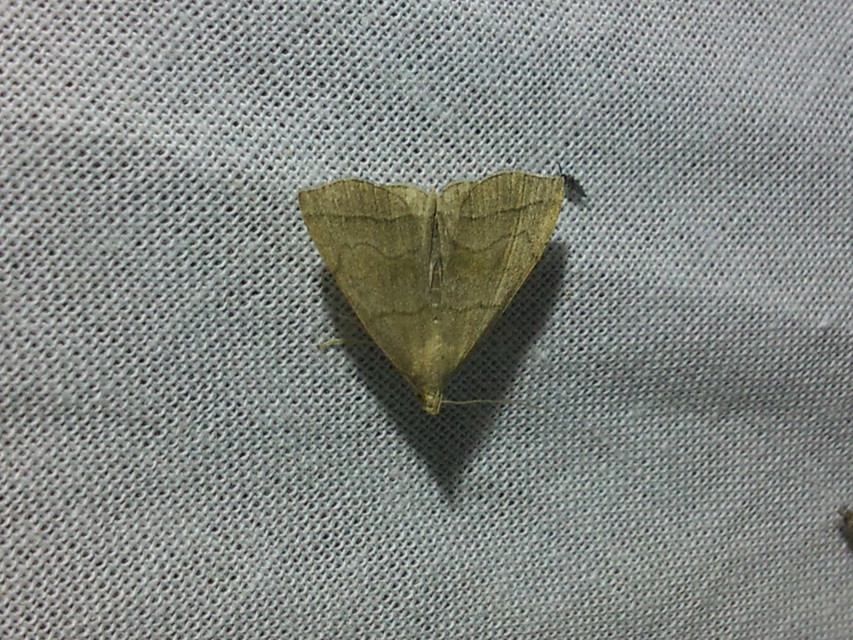 Herminia tarsicrinalis - szőröslábú karcsúbagoly