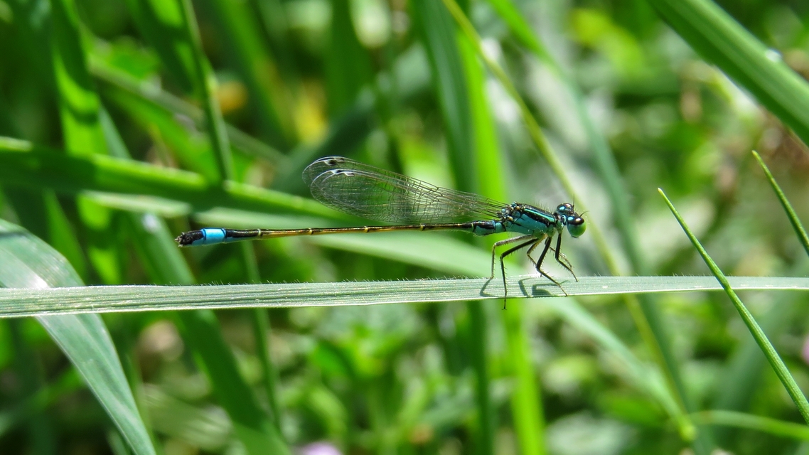 Ischnura elegans pontica - kéköves légivadász