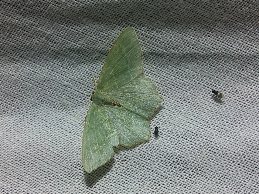 Hemithea aestivaria - nyír-zöldaraszoló