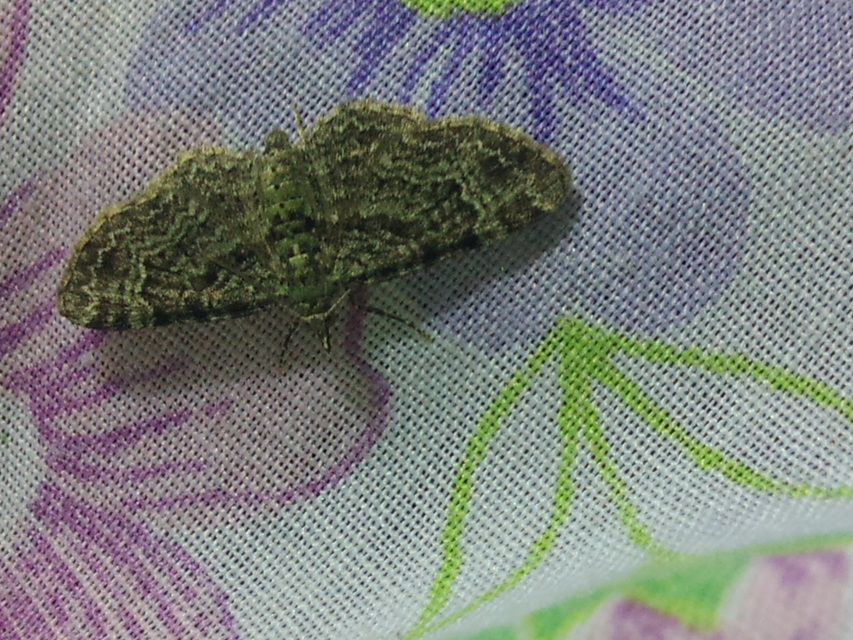 Gymnoscelis rufifasciata - vöröscsíkos törpearaszoló
