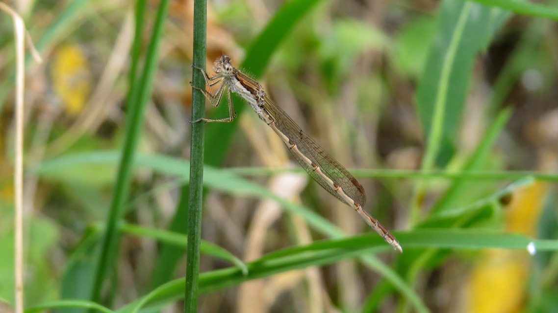 Sympecma fusca - téli rablószitakötő