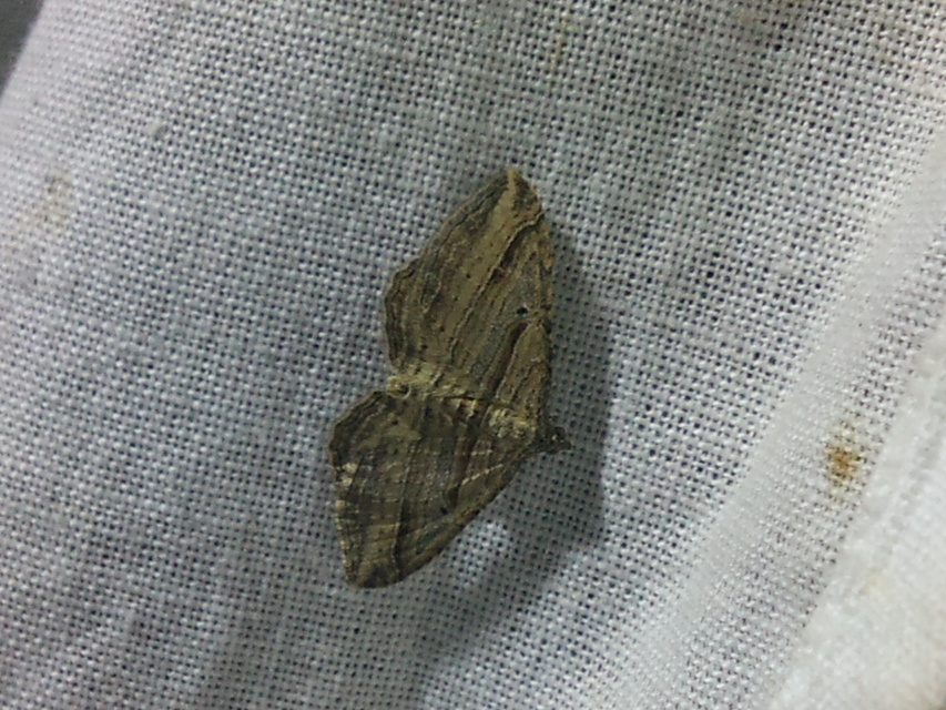 Costaconvexa polygrammata - soksávú araszoló