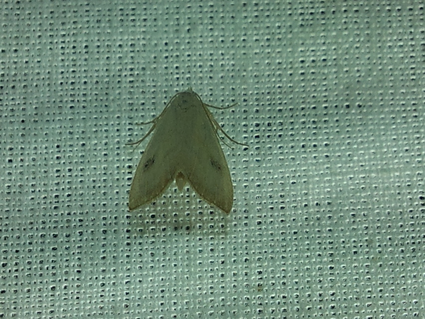 Rivula sericealis - selymes lórombagoly