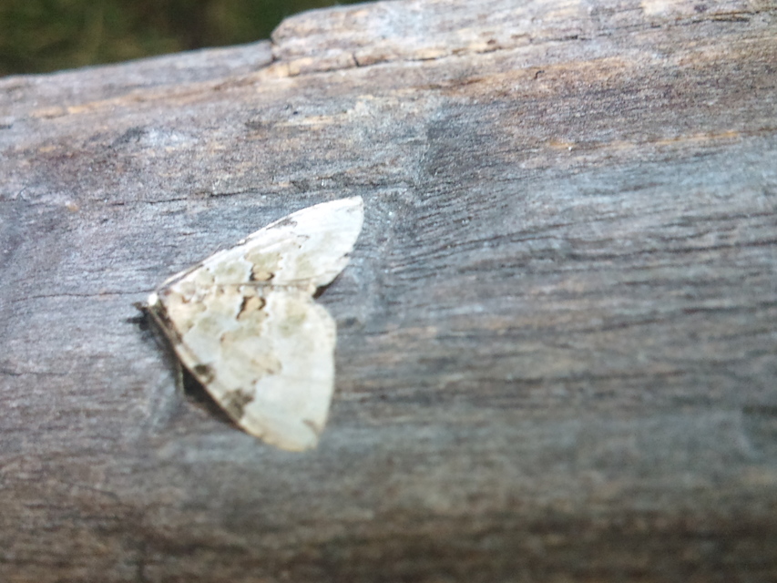 Colostygia pectinataria - zöld levélaraszoló