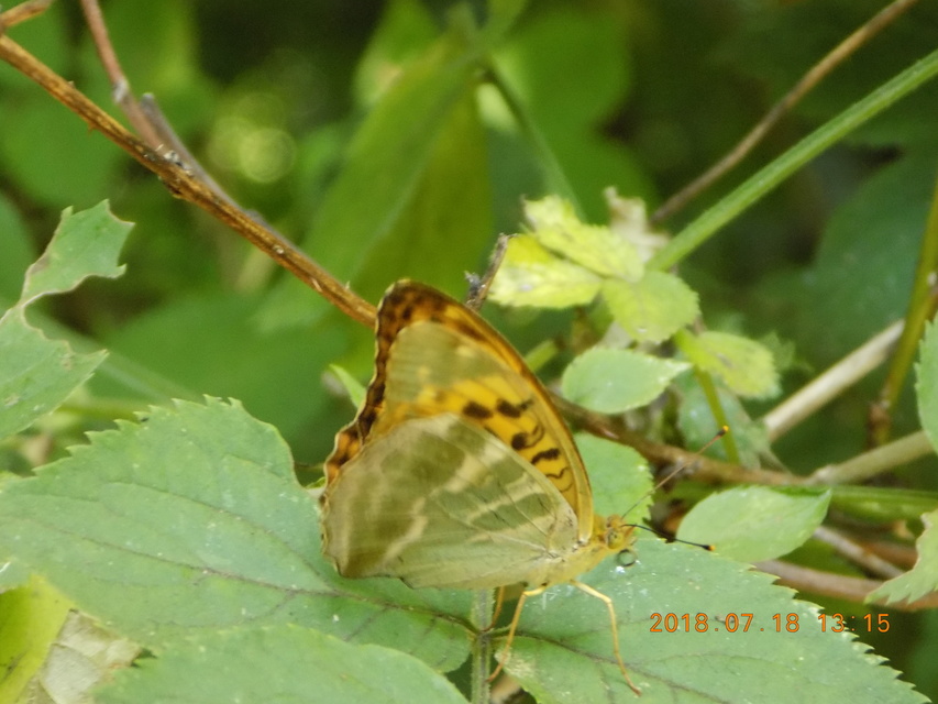 Argynnis paphia - nagy gyöngyházlepke