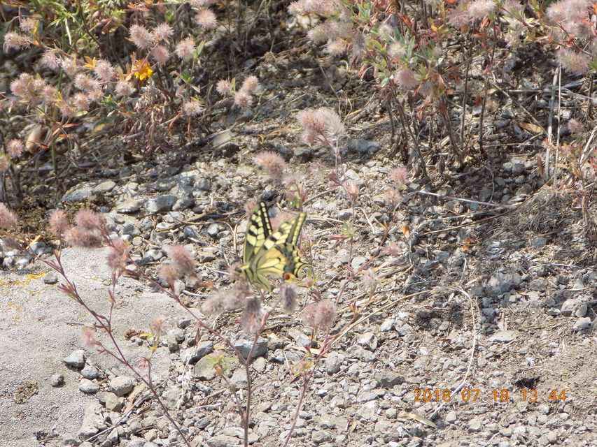 Papilio machaon - fecskefarkú lepke