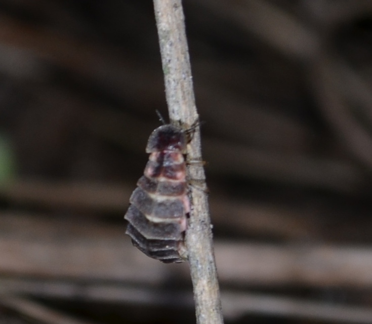 Lampyris noctiluca - nagy szentjánosbogár