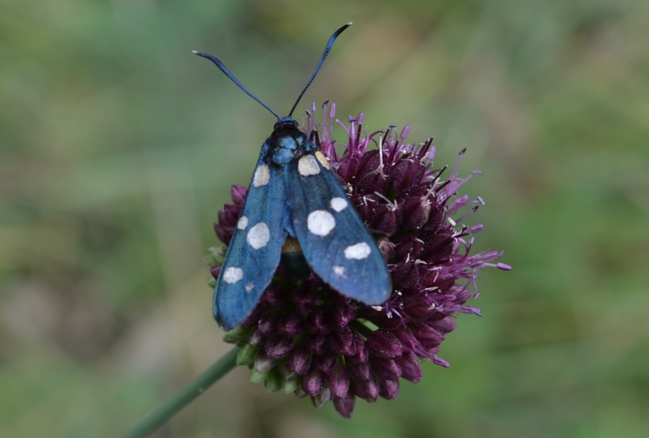 Zygaena ephialtes - változékony csüngőlepke