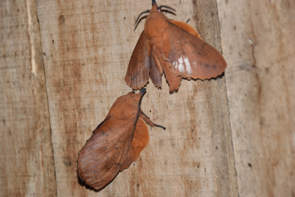 Gastropacha quercifolia - tölgylevélpohók