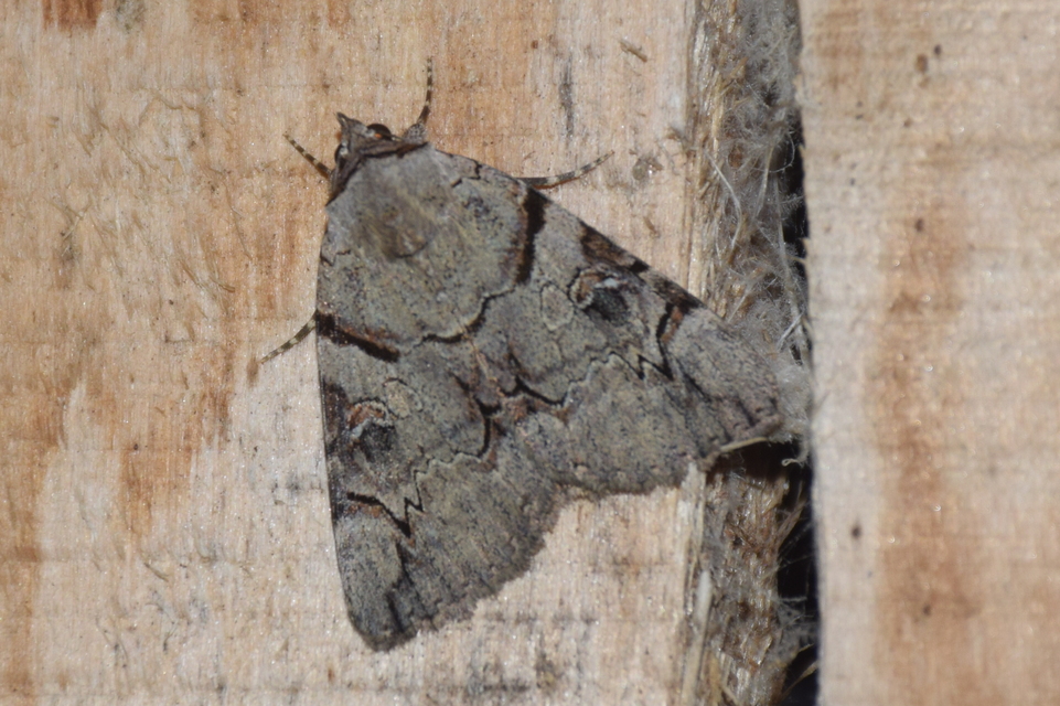 Catocala hymenaea - kökény-övesbagoly