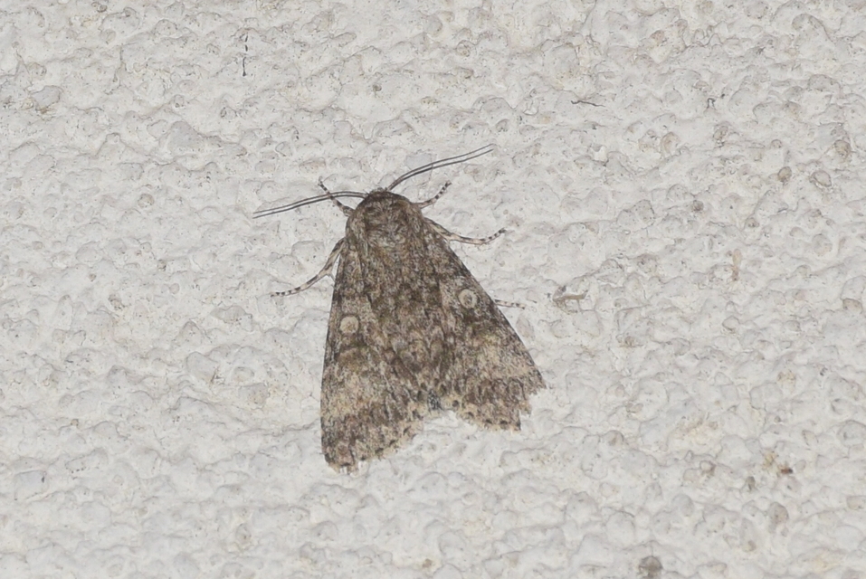 Acronicta megacephala - nagyfejű szigonyosbagoly