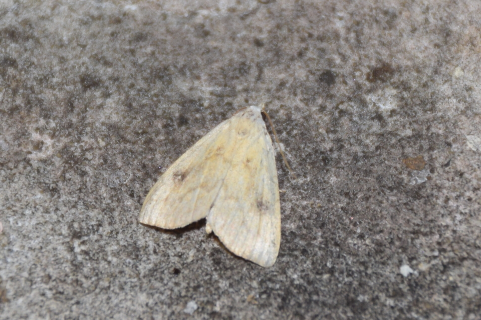 Rivula sericealis - selymes lórombagoly