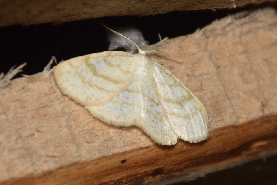 Cabera exanthemata - pettyes égeraraszoló