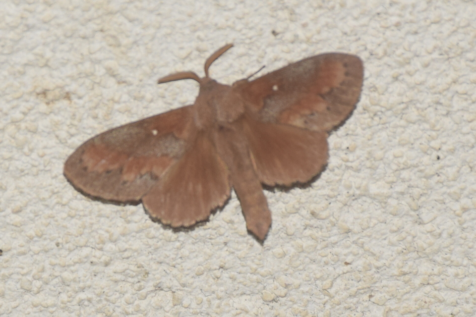 Dendrolimus pini - fenyőpohók