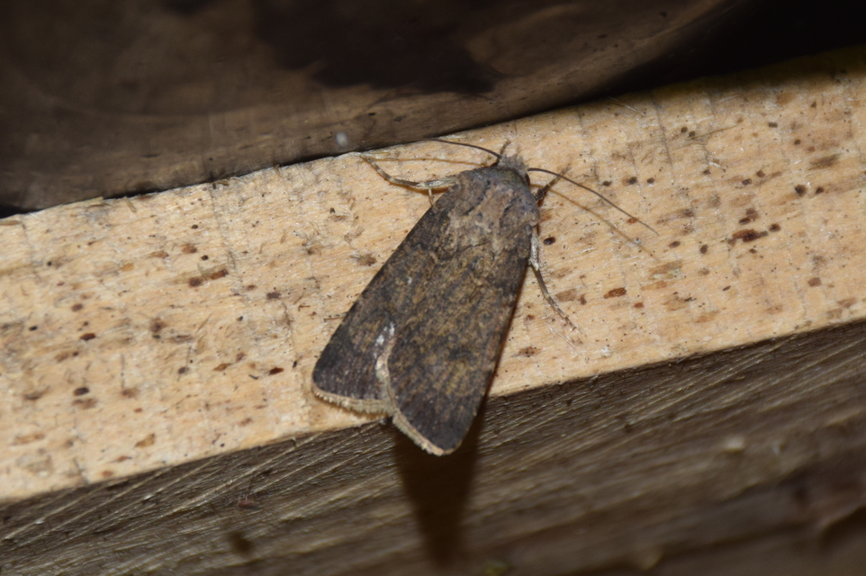Agrotis segetum - vetési földibagoly